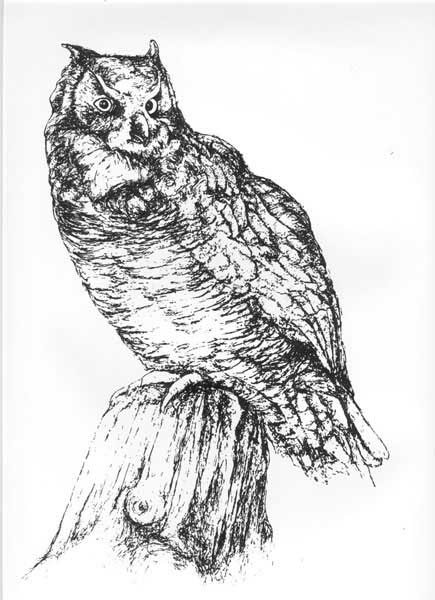 Pen and Ink Drawings - Great Horned Owl