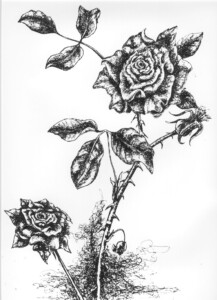 Drawing of a rose